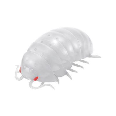 鼠妇 3 红棕古巴鼠妇篇