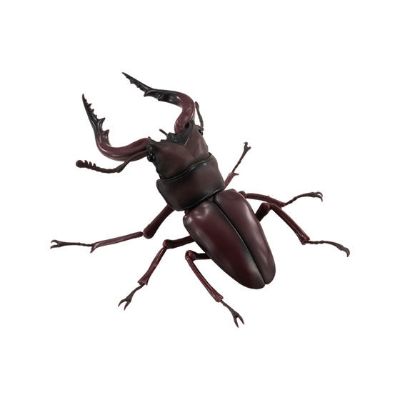 生物大图鉴 锹甲