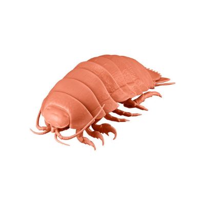 生物大图鉴 大王具足虫