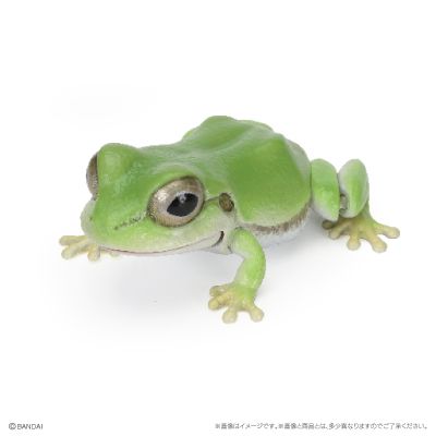 爬行生物大图鉴 东北雨蛙