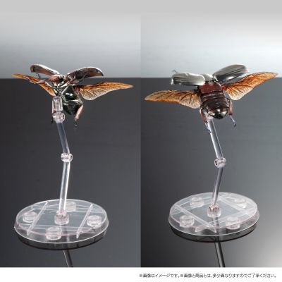 高级生物大图鉴 白金蜣螂 与 彩虹锹甲 展示架套装