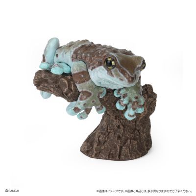 生物大图鉴 卷手指系列 东北雨蛙 与 牛奶树蛙