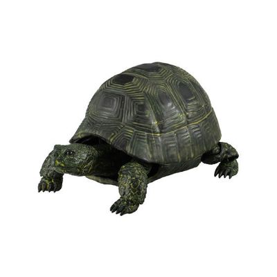 生物大图鉴 陆龟 2