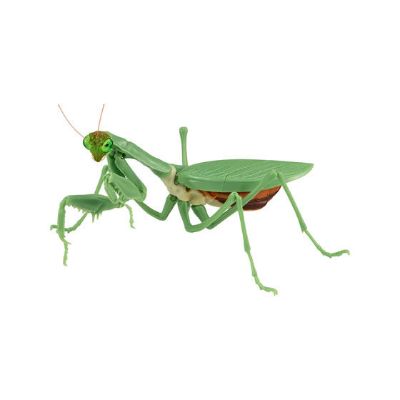 生物大图鉴 螳螂