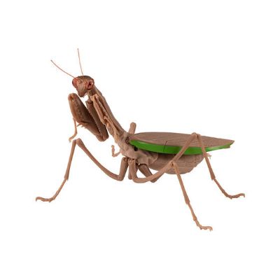 生物大图鉴 螳螂