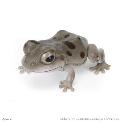 爬行生物大图鉴 东北雨蛙