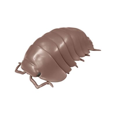 鼠妇 3 红棕古巴鼠妇篇