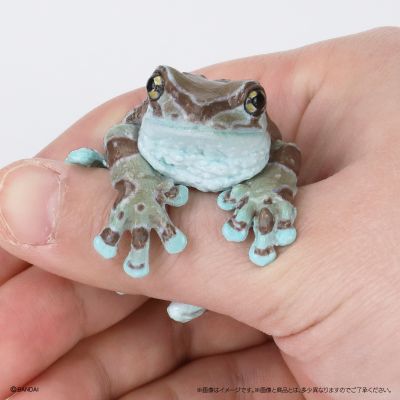 生物大图鉴 卷手指系列 东北雨蛙 与 牛奶树蛙