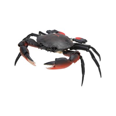 生物大图鉴 螃蟹