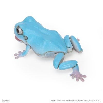 爬行生物大图鉴 东北雨蛙