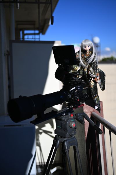 莱拉 / 欢迎来到绒毛咖啡馆♪ (一直以来的狼女仆版)