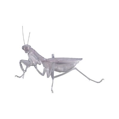 生物大图鉴 螳螂