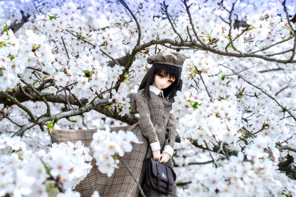 Dollfie Dream DD 白色相簿 森川由绮