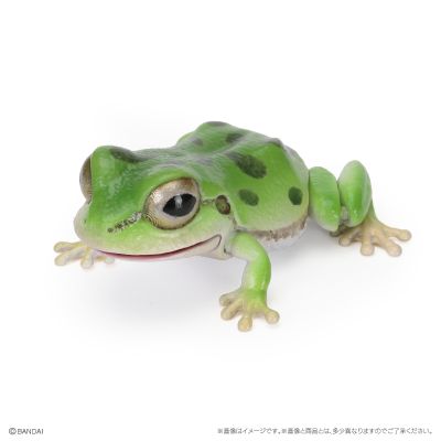 爬行生物大图鉴 东北雨蛙