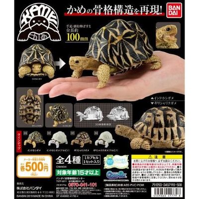 生物大图鉴 陆龟