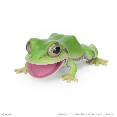 爬行生物大图鉴 东北雨蛙