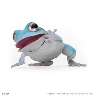 爬行生物大图鉴 东北雨蛙