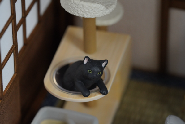 小小样品 猫田的日常