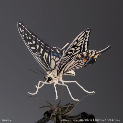 进化生物大图鉴 燕尾蝶 展示架套装