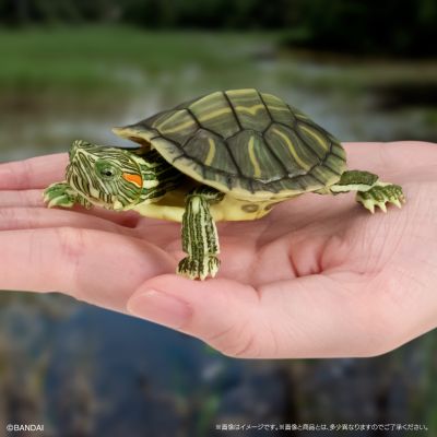 进化生物大图鉴 龟01