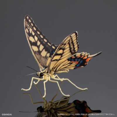 进化生物大图鉴 燕尾蝶 展示架套装