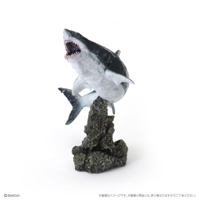 生物大图鉴 迷你系列 鲨鱼02