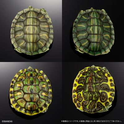 进化生物大图鉴 龟01