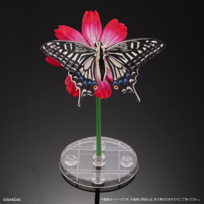 进化生物大图鉴 燕尾蝶 展示架套装