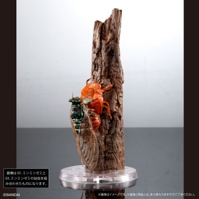 进化生物大图鉴 蝉01 展示架套装