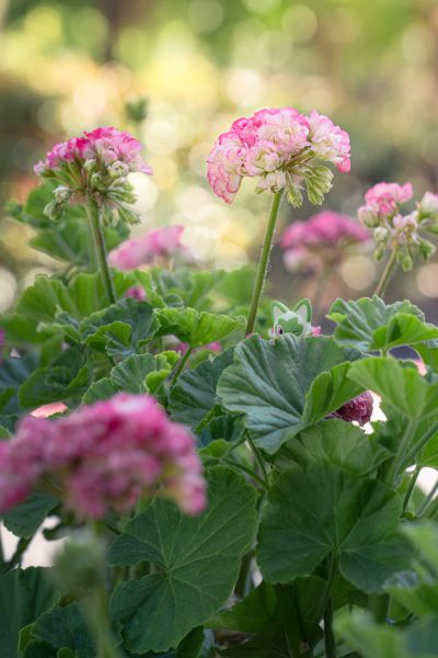 ARTFX J 精灵宝可梦 小悠 与 木守宫