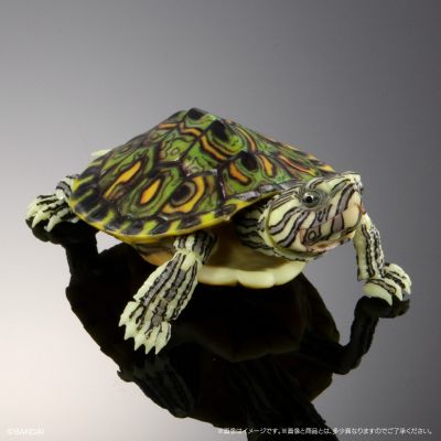 进化生物大图鉴 龟01