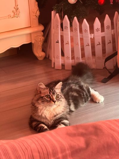 吉伊卡哇 吉伊卡哇公仔2