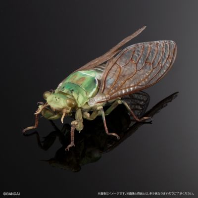 进化生物大图鉴 蝉01 展示架套装