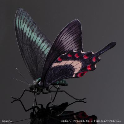 进化生物大图鉴 燕尾蝶 展示架套装