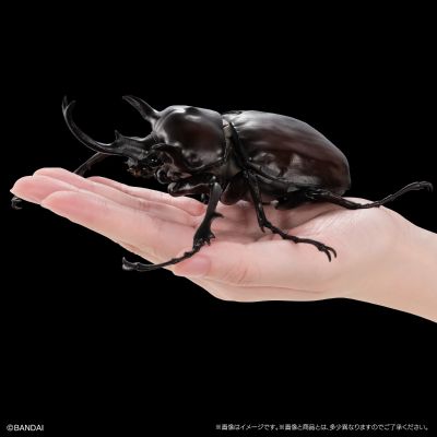 高级生物大图鉴  象兜虫 与 长戟大兜虫 展示架套装