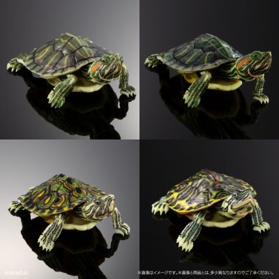 进化生物大图鉴 龟01