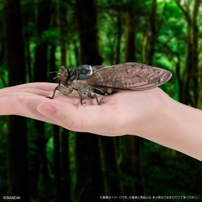 进化生物大图鉴 蝉01 展示架套装