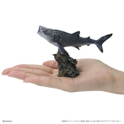 生物大图鉴 迷你系列 鲨鱼02