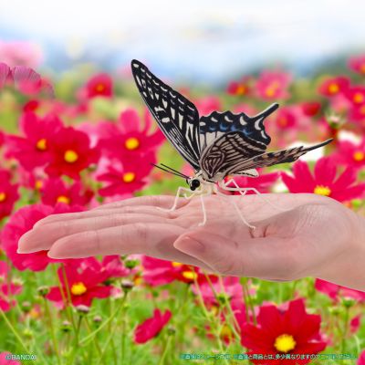 进化生物大图鉴 燕尾蝶 展示架套装