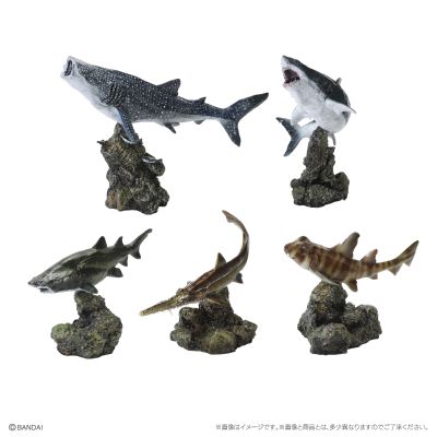 生物大图鉴 迷你系列 鲨鱼02