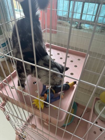 一番赏 龙珠 战斗集锦 ULTRA F奖 超级赛亚人 特兰克斯