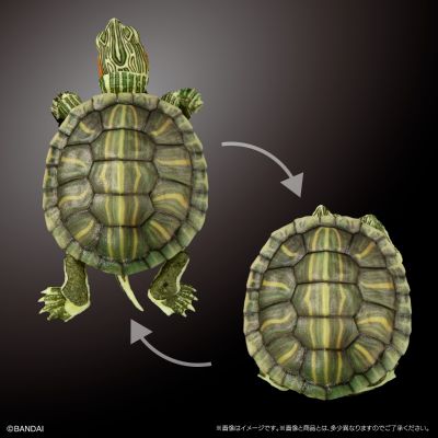 进化生物大图鉴 龟01