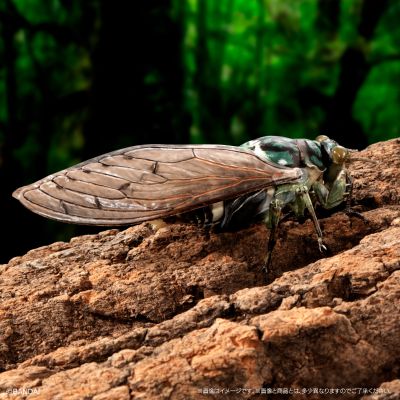 进化生物大图鉴 蝉01 展示架套装
