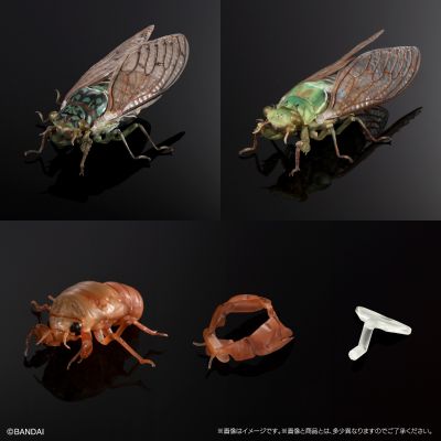 进化生物大图鉴 蝉01 展示架套装