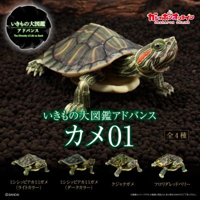 进化生物大图鉴 龟01