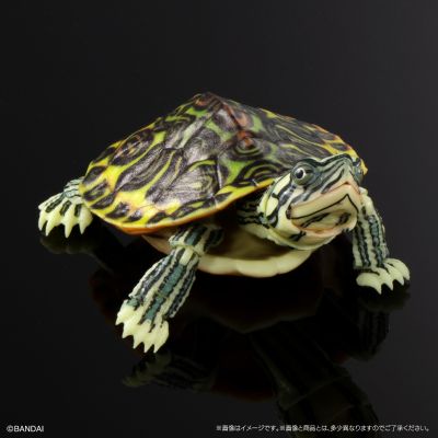 进化生物大图鉴 龟01