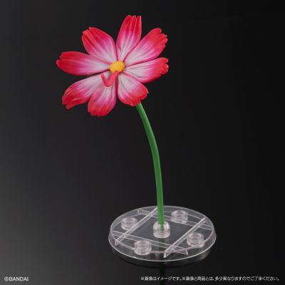 进化生物大图鉴 燕尾蝶 展示架套装