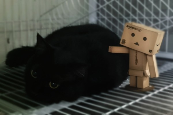 よつばとREVOLTECH REVOLTECH阿楞 アマゾンボックスバージョン