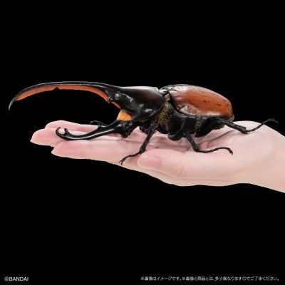 高级生物大图鉴  象兜虫 与 长戟大兜虫 展示架套装