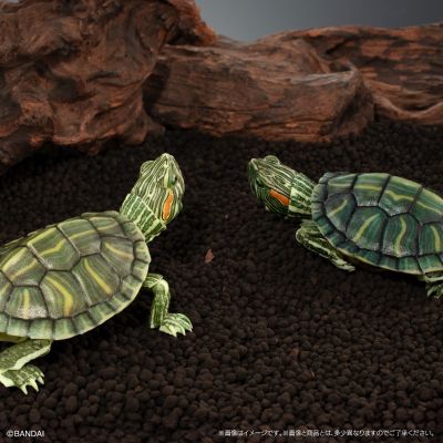 进化生物大图鉴 龟01